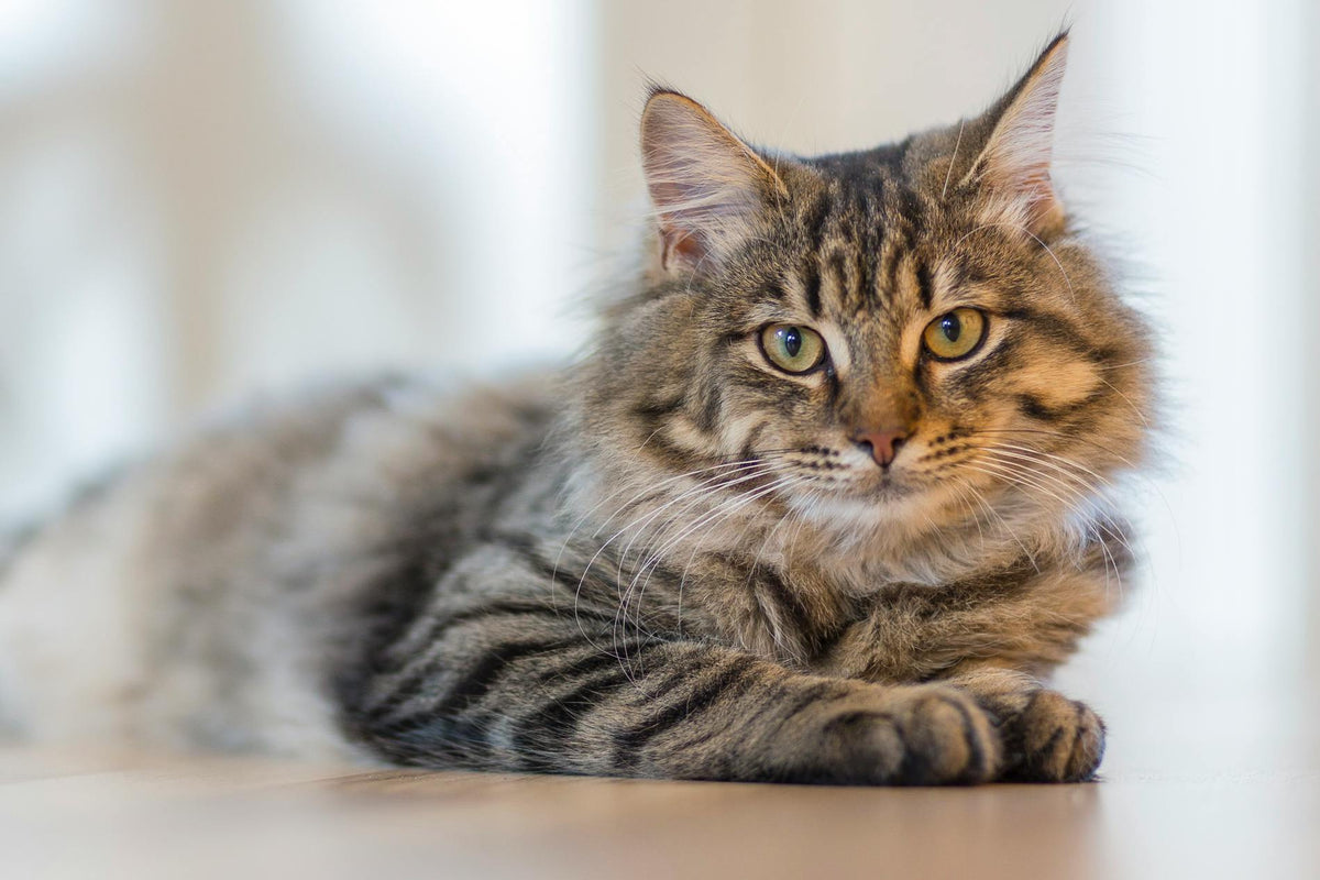 Come vede il gatto