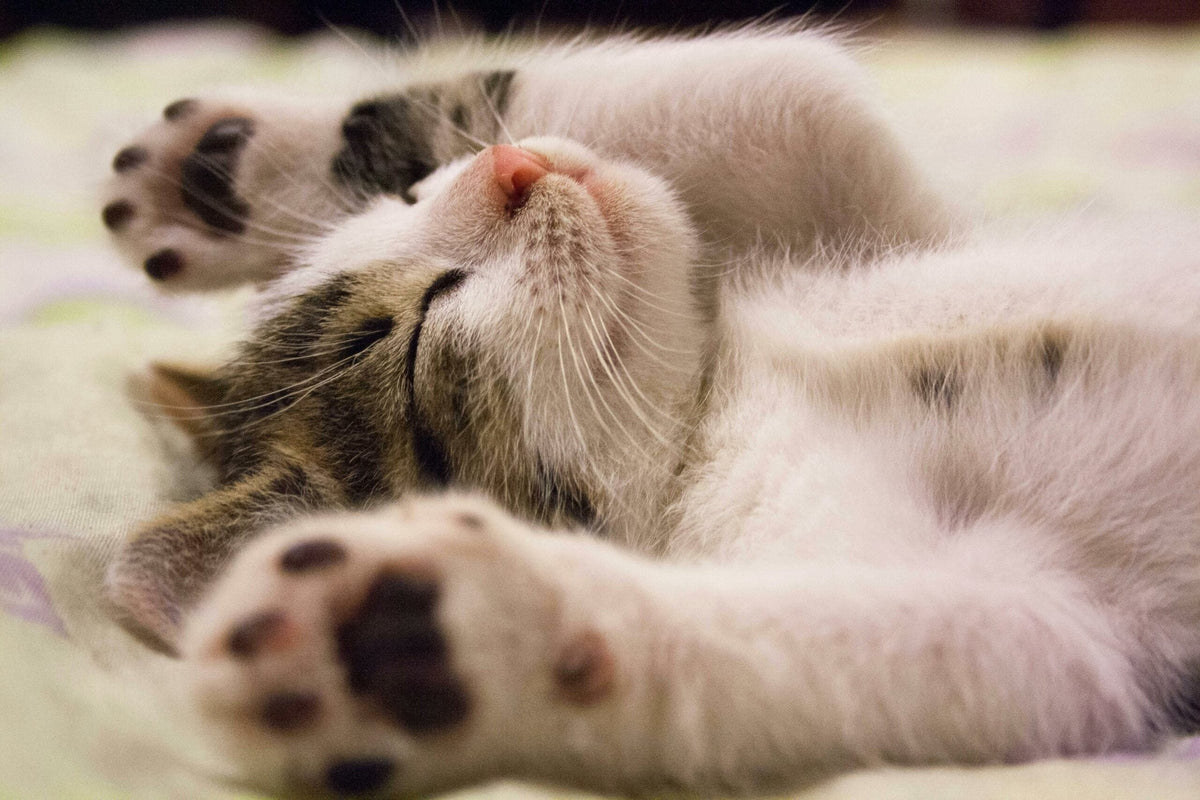 Perché il gatto si stiracchia